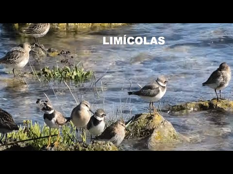 Limícolas Santoña