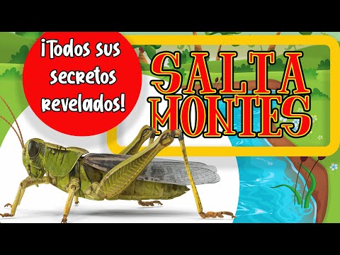 EL SALTAMONTES! 🦗🍃| El mejor documental infantil sobre los saltamontes | documentales para niños