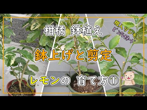 レモンの木を冬の間、鉢の中で適切な雰囲気を作り出して保つにはどうすればよいでしょうか？  庭園