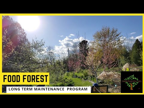 List of ongoing maintenance required for a permaculture food forest