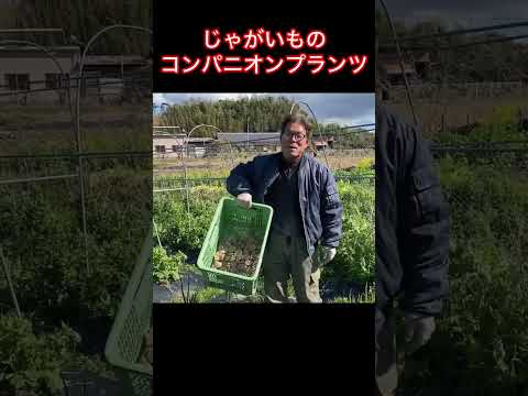 どの低木をキョウチクトウと組み合わせる？この植物の足元に置くのに最適な 5 つのコンパニオン プランツを見つけてください  庭園