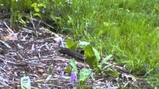 An update on my plum tree.