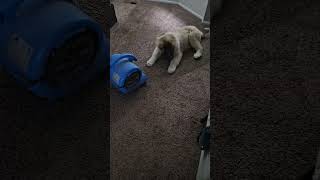Video preview image #1 Anatolian Shepherd-Unknown Mix Puppy For Sale in Bountiful, UT, USA