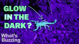 Why Do Scorpions Glow Under Ultraviolet Light