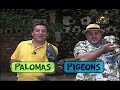 What's Up Que Pasa Papa Rap Bilingual Español Ingles Kids family TV Show para niños y familiar 10977