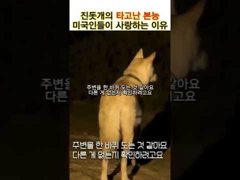가족을 지키려는 본능이 강한 진돗개, 그런 매력에 빠진 미국인들 #강아지 #양소영심리상담센터 #반려견 #감동 #반려동물 #adhd #육아 #유기견 #강남심리상담센터 #shorts