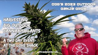 ODG’s 2023 OGG Harvesting Big Outdoor Cannabis Plants…A Two Day Event at the Love Shack