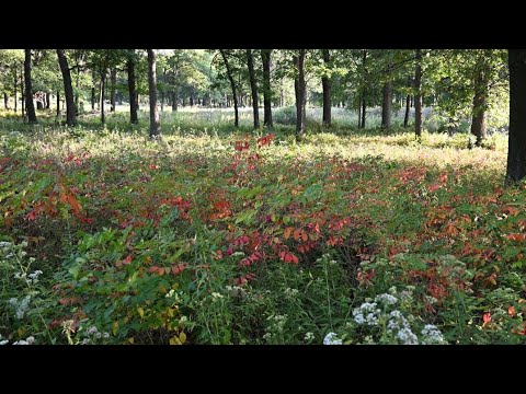 Fire Savannas, Sand Prairies, & Sweet Ferns