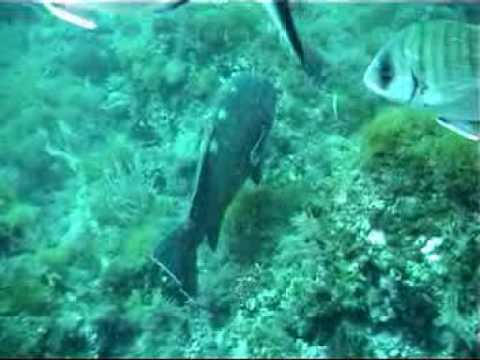 Zackies auf den Medas, Medas-Inseln,Estartit,Spanien