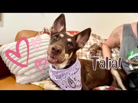 Dog for adoption - Talia Tallulah is a Gentle Peanut Butter Princess, a Husky &amp; Doberman ...