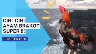 Download lagu Ciri Ciri Ayam Brakot Super !!! Pembahasan tentang Super Brakot mp3