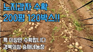 노지 감자 수확하는 날!! 특 이상 감자만 200평에 120박스 수확 장면 라이브 방송 “의성 승재네농장편”
