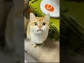 Very Hungry Cat
