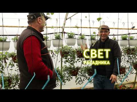 Svet rasadnika ep. 55 02.04.2022. Rasadnik cveća Petrović