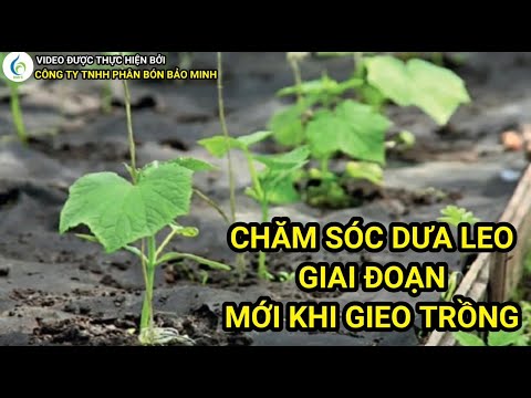 CHĂM SÓC DƯA LEO GIAI ĐOẠN MỚI KHI GIEO TRỒNG | Bảo Minh FE