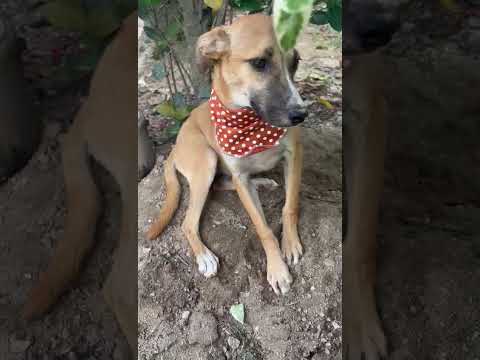 Vídeo de Luna
