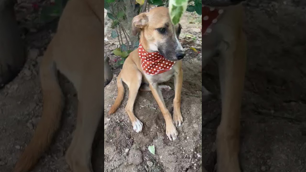 Cachorro raça SRD-ViraLata idade 2 a 6 meses nome Luna
