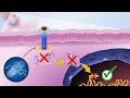 Mechanism Of Action Of JAK Inhibitors