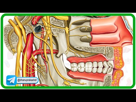 Cervical part of sympathetic trunk Anatomy Animation