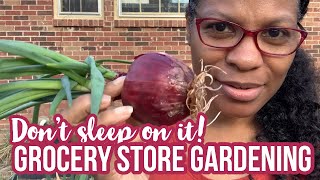 Planting Red Onions from the Grocery Store!