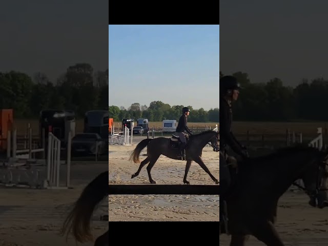 Cavalla Sella Francese In vendita 2022 Grigio