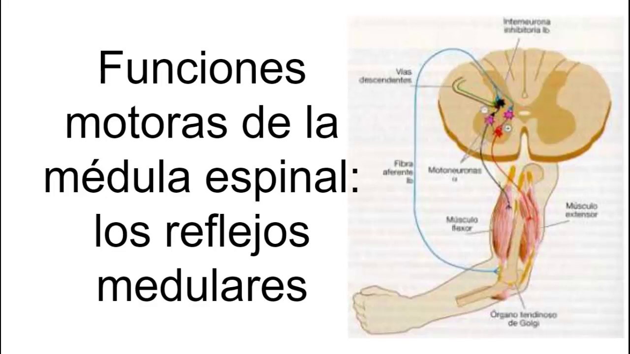 Funciones motoras de la médula espinal reflejos medulares | Fisiología