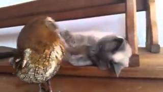 Знакомьтесь, кошка Клео и совёнок Форби!