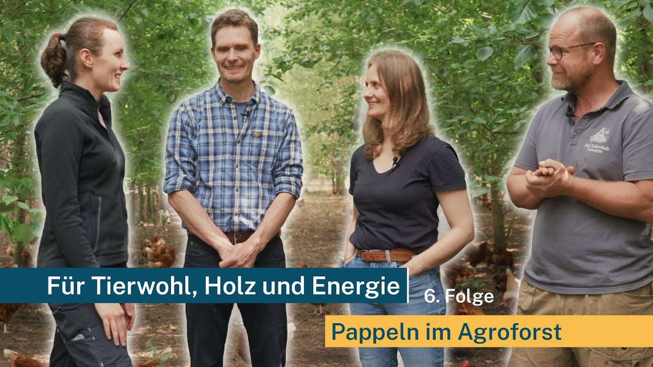 Pappel-Agroforst: Anlage & erste Jahre