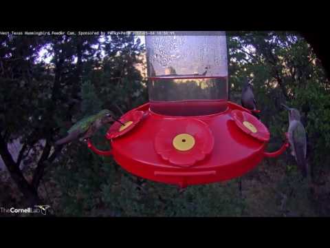 Female Blue-throated Hummingbird Makes Rare Visit to West Texas – May 4, 2017