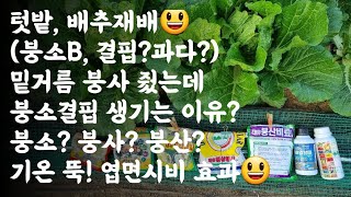 배추, 붕소(B) 결핍? 과다? / 밑거름 붕사 줬는데 붕소결핍 생기는 이유는? / 붕소, 붕사, 붕산? /…