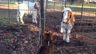 Honky Tonk Man the Bengal cat meets the goat