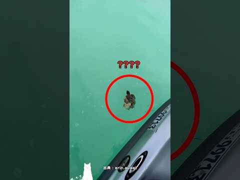 The identity of what was on the baby turtle's back