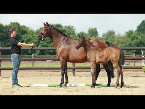 Stutfohlen C'est Bon von Confess Color aus der Leyla