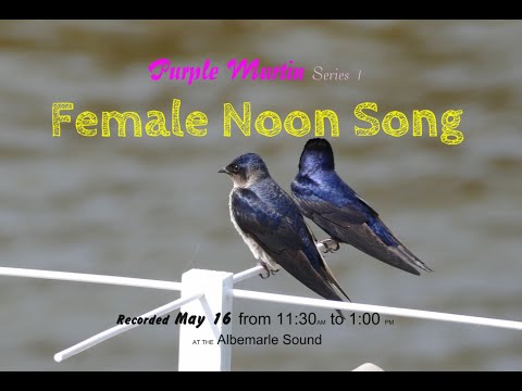 Purple Martin Female Noon Song - Attraction soundtrack.   DOLBY  High Fidelity for Realism!