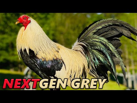 Beautiful Next Generation Grey Lacy Roundhead Dustin Murphy Farm | Farm Visit USA Beautiful Birds