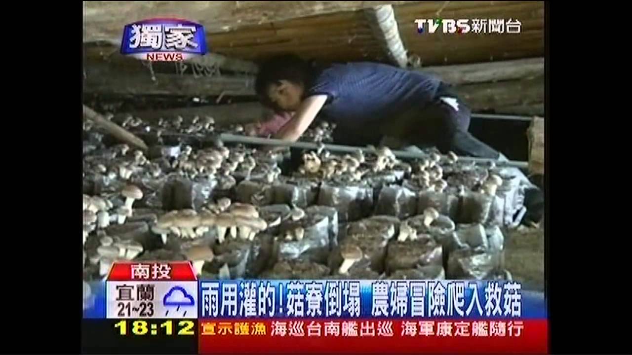 〈獨家〉雨用灌的！菇寮倒塌　農婦冒險爬入救菇
