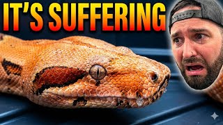 These 10 MISTAKES Are Killing Your Snake! | STOP Doing This!