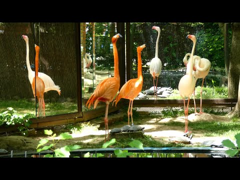 Grădina Zoologică Bucureşti (Varianta Completă)