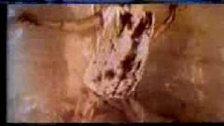 Skinny Puppy - Deadines