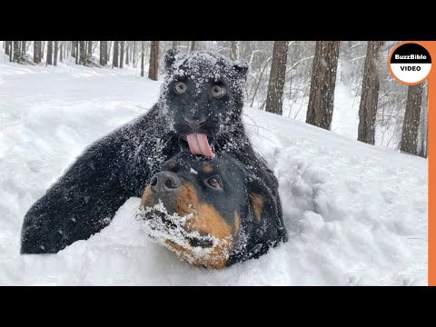 Mind Blowing : Animals Frozen To Death !!