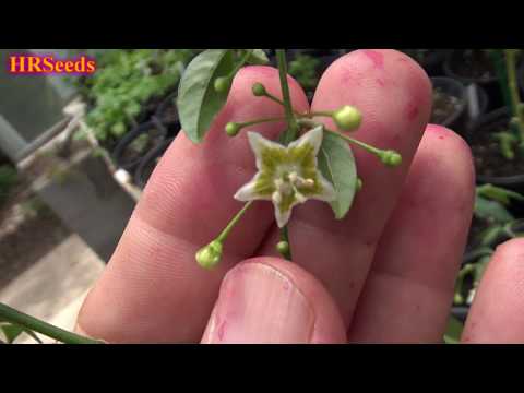 Capsicum flexuosum aka Hardy Chili, An early look at this very rare pepper plant Part 1