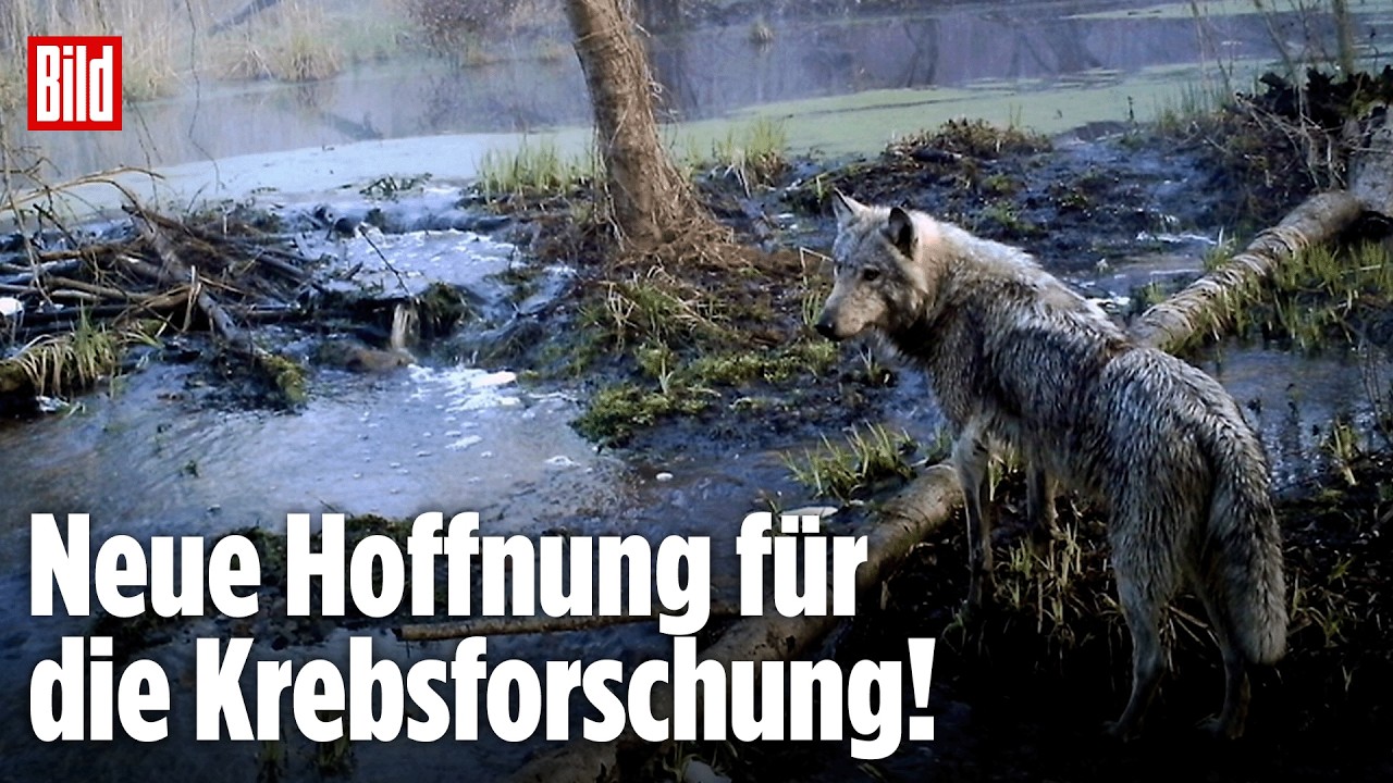 Tschernobyl-Wölfe geben Medizinern Hoffnung: Tiere trotzen der Strahlung