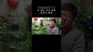 아레카야자 잎 갈변, 검게 변한다면 