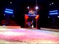 Horses In Circus