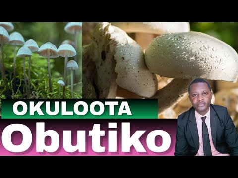 OKULOOTA OBUTIKO KITEGEZAKI BY Brother Steven
