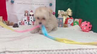 ハーフ犬の動画01