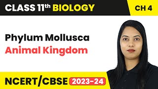 Phylum Mollusca - Animal Kingdom | Class 11 Biology Chapter 4 | CBSE 2024-25