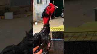 Download lagu bangkok selatan x pakhoy #ayamlaga #ayam #ayamberkualitas #ayambangkok #ayamjago #pamaiq #mangon mp3 Download lagu bangkok selatan x pakhoy #ayamlaga #ayam #ayamberkualitas #ayambangkok #ayamjago #pamaiq #mangon mp3