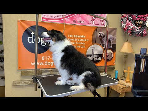 Shaving a border collie mix after ACL surgery