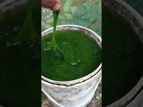 Lumut terbaik  #lumuthalus#mancingbandeng#mancingnila#mancing